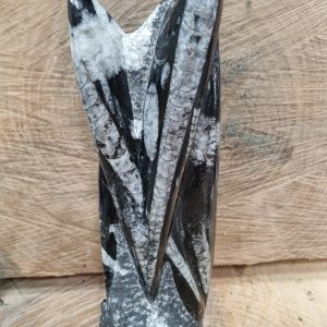 magnifique colonne d'Orthoceras fossile